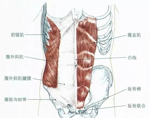 腹直肌,腹外斜肌,腹肌,肌肉,腹部,脊柱