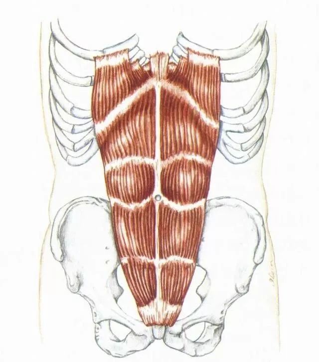 腹肌4种肌肉-看点快报