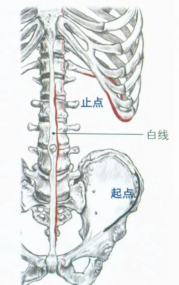 腹肌4种肌肉-看点快报