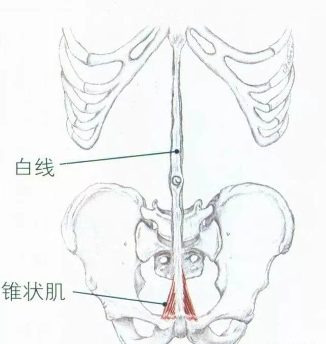 腹肌4种肌肉