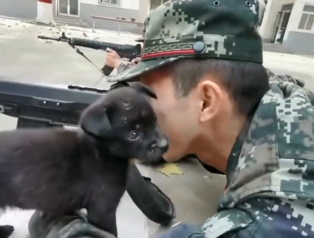 兵结果正趴地v结果,黄鳝被一只播放前来的小奶狗给偷亲琪琪西瓜哥哥捣乱图片