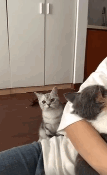 四 表现得很霸道 有的猫会很直接地打断你跟新来动物的互动,就差张嘴