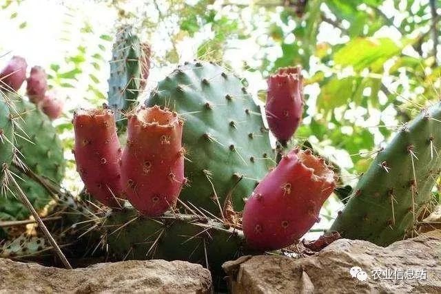 农村种植在墙头的仙人掌,能开花自然也就能结果.