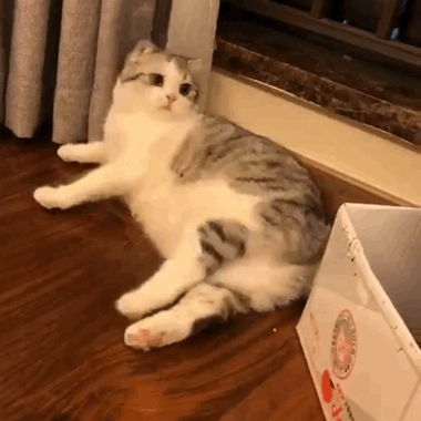 猫咪表情包动图合集|猫猫灵机一动