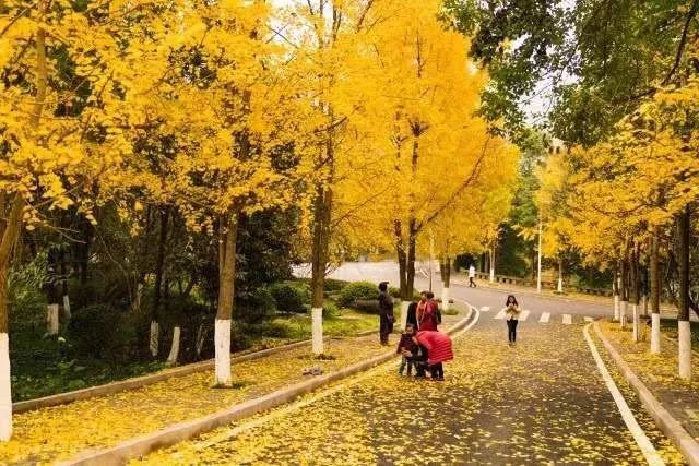 虎峰山 图源 | 南岸旅游 重庆工商大学已变成金黄的海洋,偌大的校园里