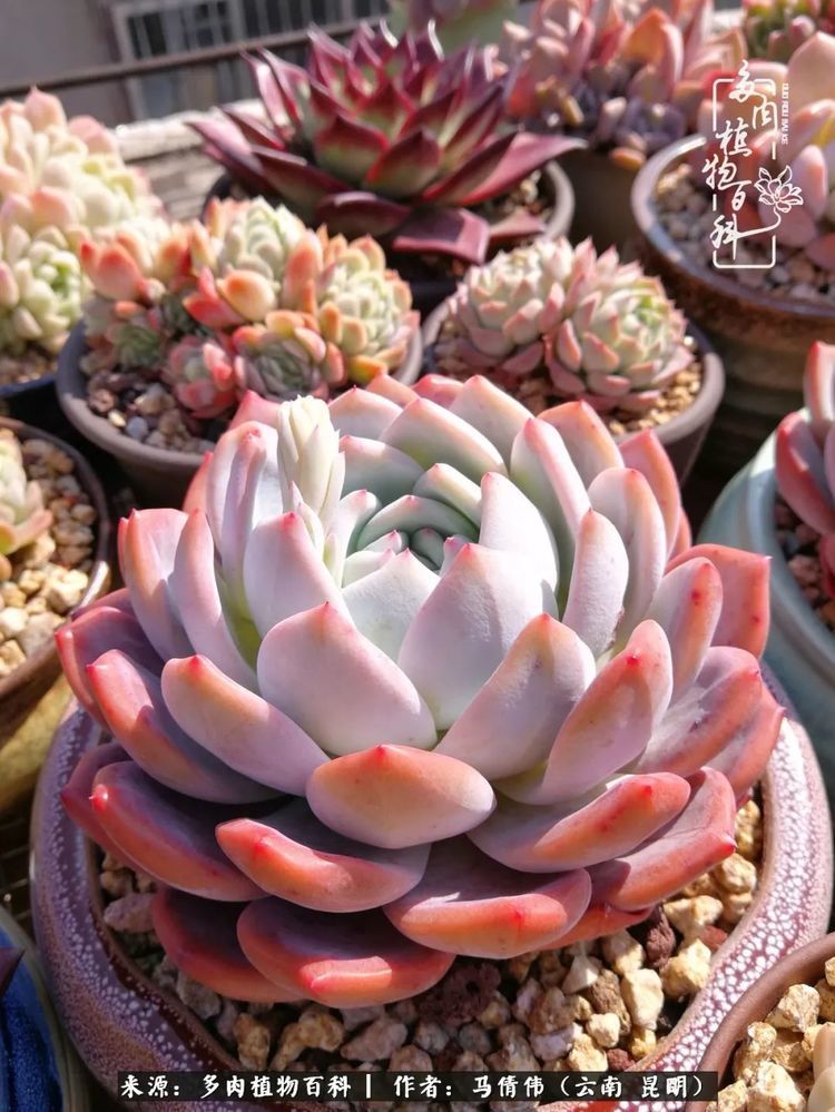 多肉,芙蓉雪莲,橙梦露,多肉植物,养花