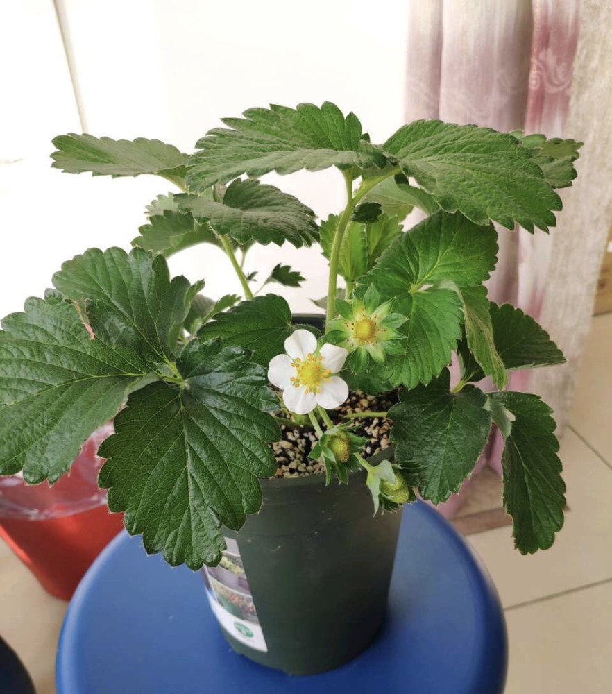 阳台盆栽草莓,想开花结果?这3点缺一不可,果子挂满盆