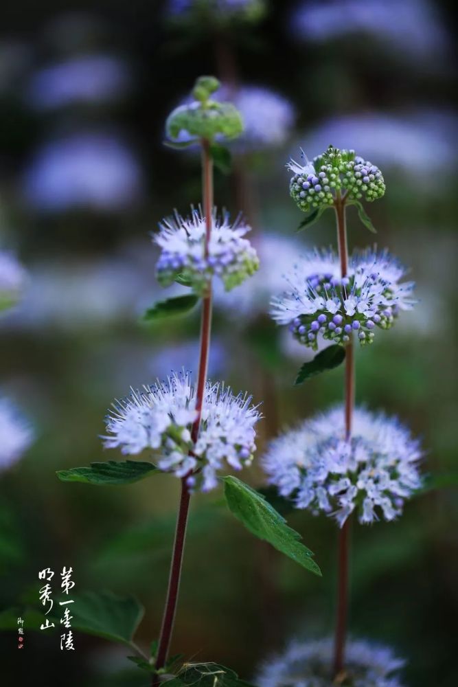 兰香草:绿绡飘荡紫绡寒