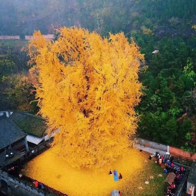 西安终南山古观音禅寺千年银杏树,知道为什么寺院要种