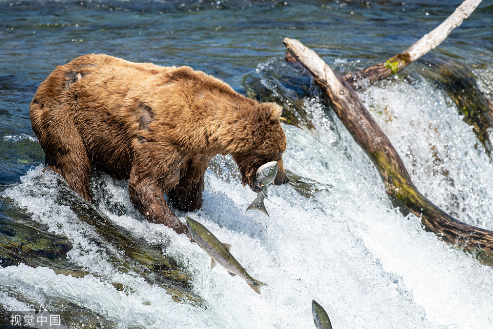 实拍阿拉斯加熊秒杀鲑鱼瞬间 这就是野生的力量