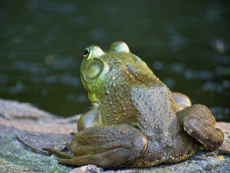 牛蛙好吃,但要适量.看看怎么预防寄生虫!