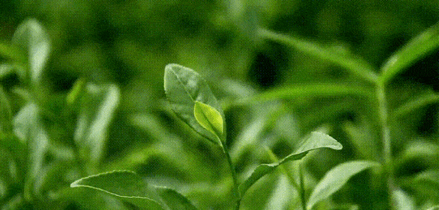 坐标梁平工业园区,这10条道路绿韵正在