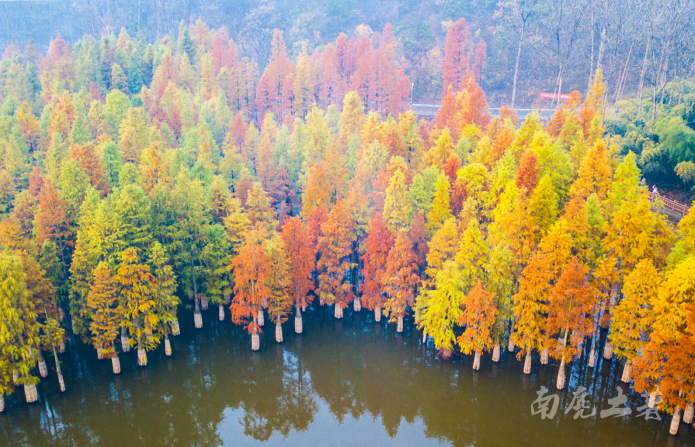 苏皖边界没听过的小众旅行地,秋天水杉灿若焰火