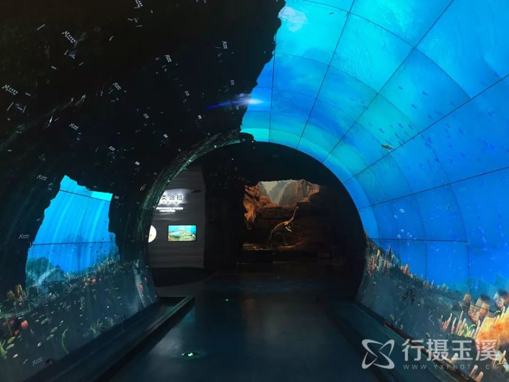 带你探秘澄江化石地自然博物馆