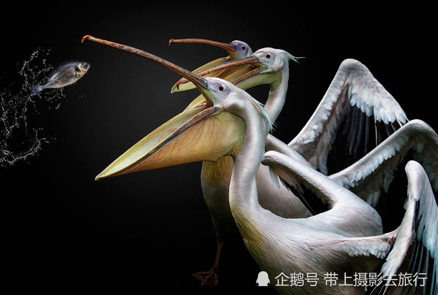 世界鸟类摄影比赛,10张优秀鸟类摄影作品,每张都是大片