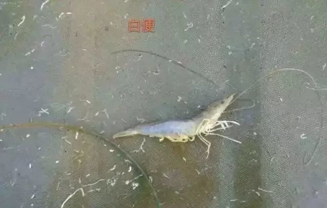 通过粪便也能辨别虾的健康状况!你知道吗?