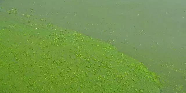 池塘发绿一定是蓝藻在作怪吗?不一定吧!还有可能是裸藻