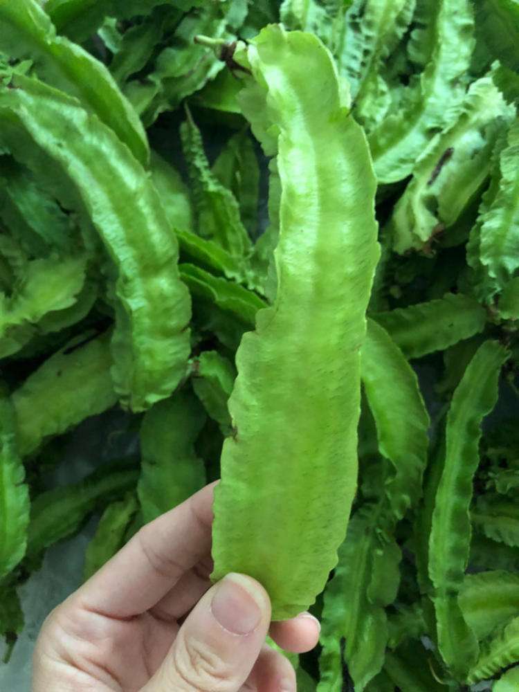 蔬菜,四棱豆,营养,豆类,植物