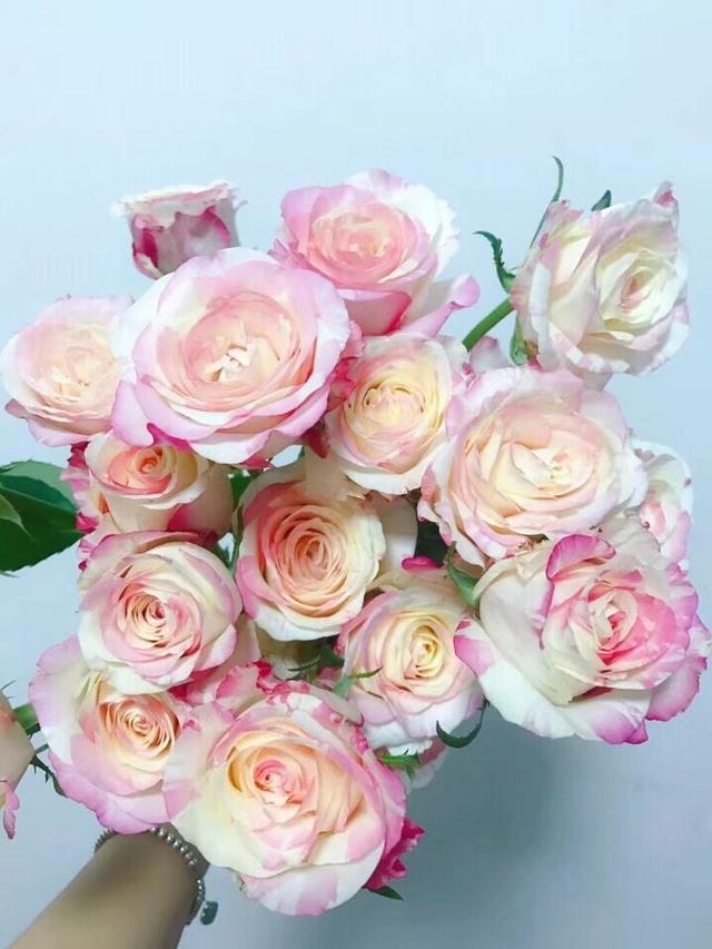 稀有玫瑰霓裳,最爱的花型与颜色,特别的是淡雅的香味