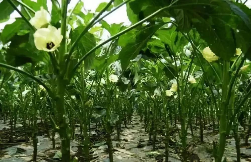 这里四季分明,气候温和,秋葵喜温耐热,15-28℃的温度正适合秋葵生长