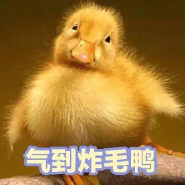 搞笑图片,表情包,斗图