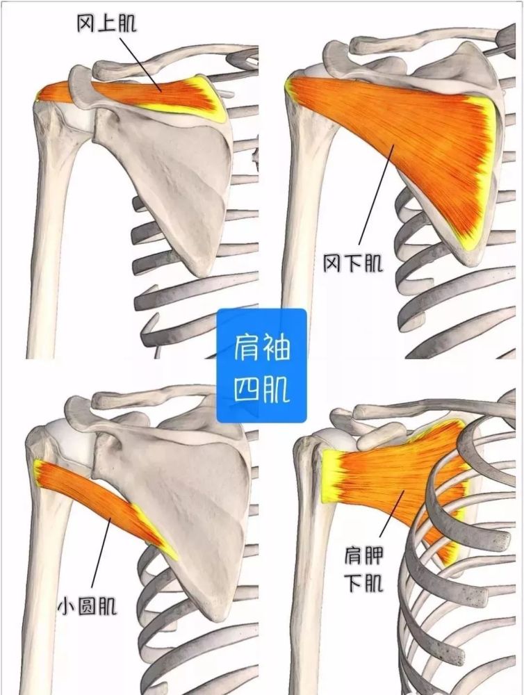 带你看看肩部肌肉结构,在运动中能更好的预防损伤