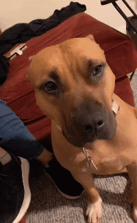 搞笑gif:小姑娘你这是在哭什么,是不是辫子太紧了