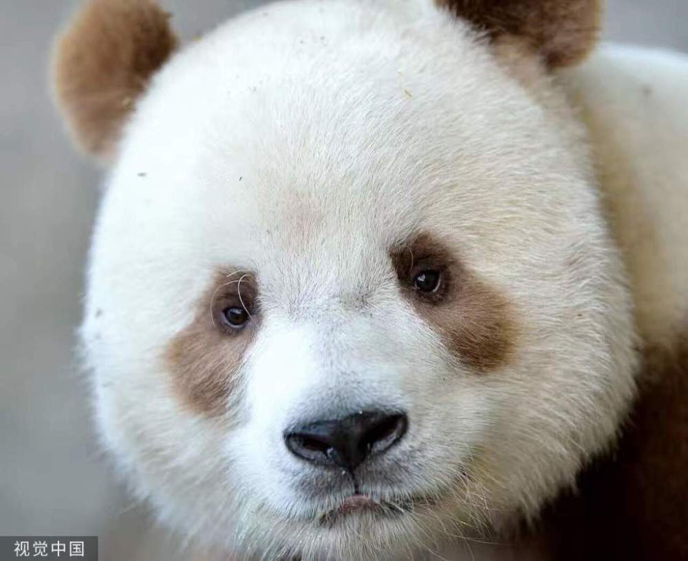 想看全球唯一圈养棕色大熊猫"七仔"还是想看赏心悦目的风景呢?