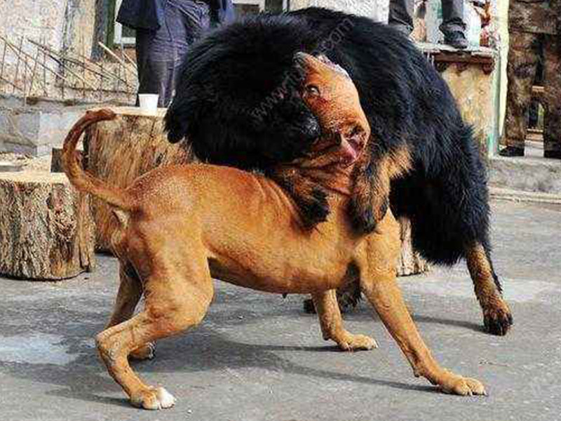 藏獒vs比特犬,谁才是真正的狗中王者,网友:吓到了