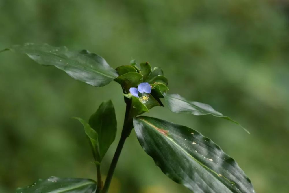 大苞鸭跖草commelina paludosa