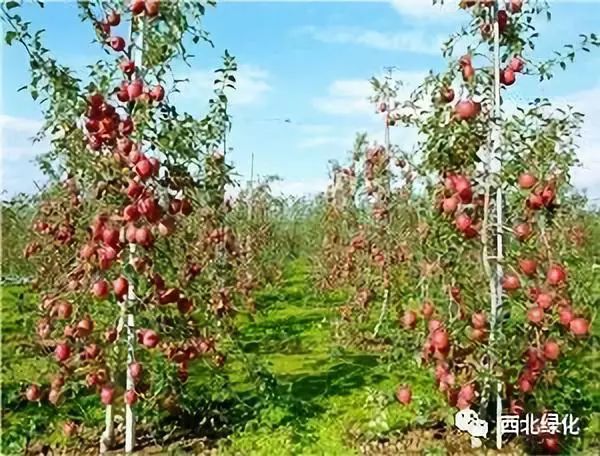 苹果树纺锤形和开心形 整形修剪技术