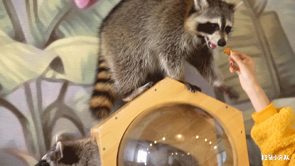 不用去首尔,小浣熊咖啡店上海也有了