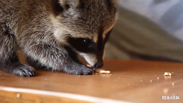 不用去首尔,小浣熊咖啡店上海也有了