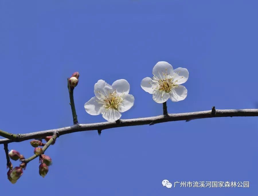 有年,月,日,时之分, 一年之中梅树开花分三度, 有曰" 梅花三弄"