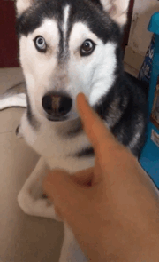 壁纸 动物 狗 狗狗 180_295 gif 动态图 动图
