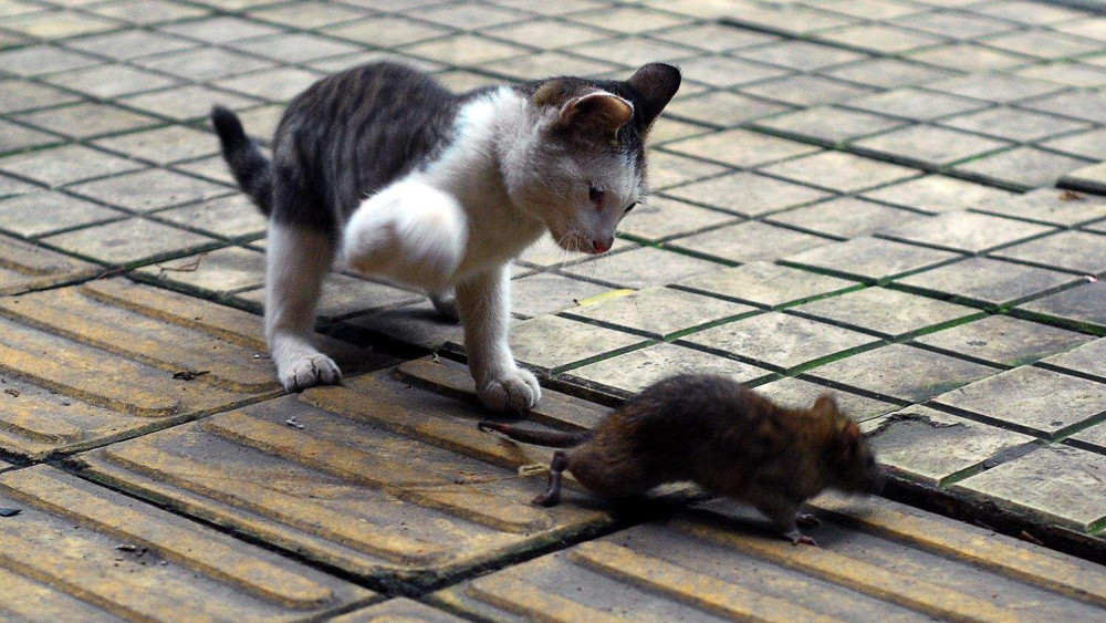 老鼠是四害之一,为什么人抓老鼠会被咬,猫咪抓老鼠却不会