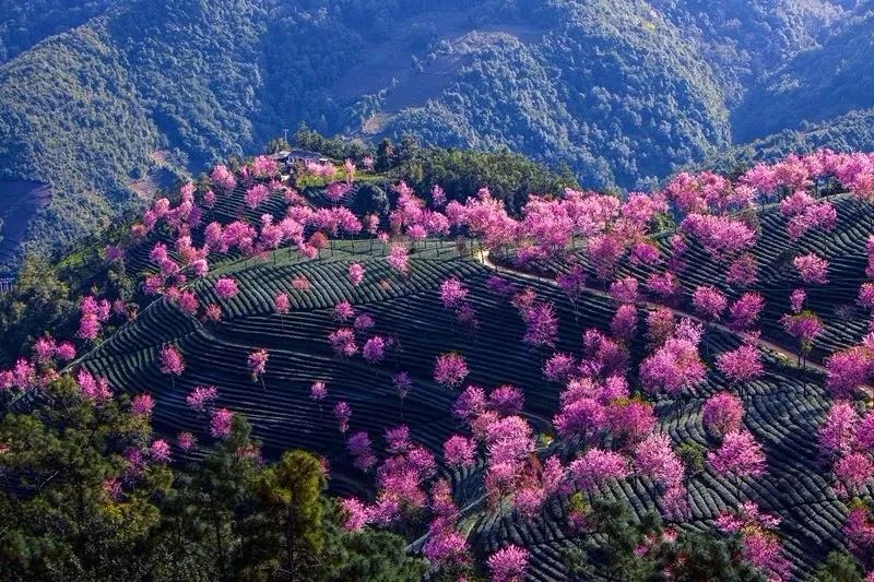 在全国大部分地区刚刚进入冬季,大理无量山樱花谷,已经悄悄迎来了她的