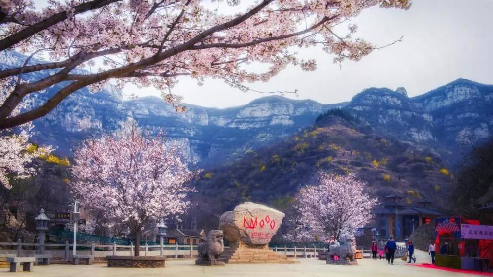 齐山,淄博,春夏,樱花,红叶,花海