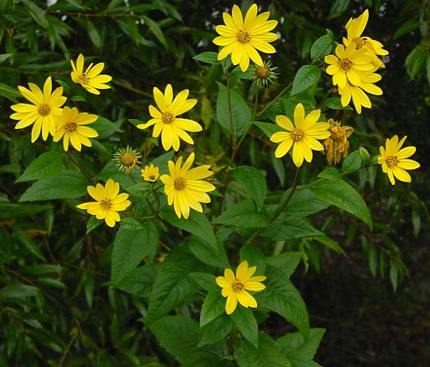 荒野维生野菜系列——菊芋