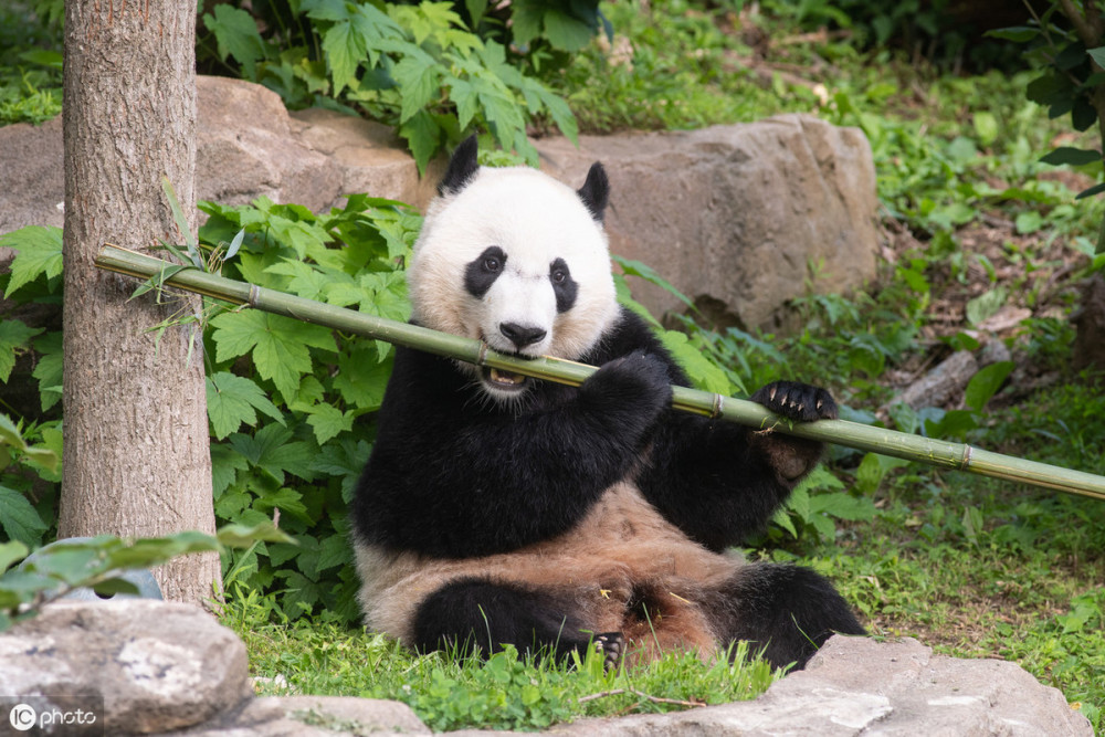 大熊猫"贝贝"从美国快递回来了 它能听懂中文吗?