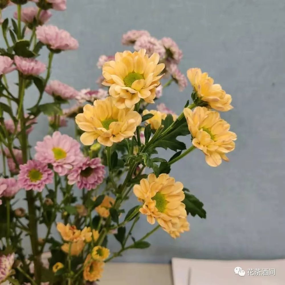 鲜花图鉴:多头菊