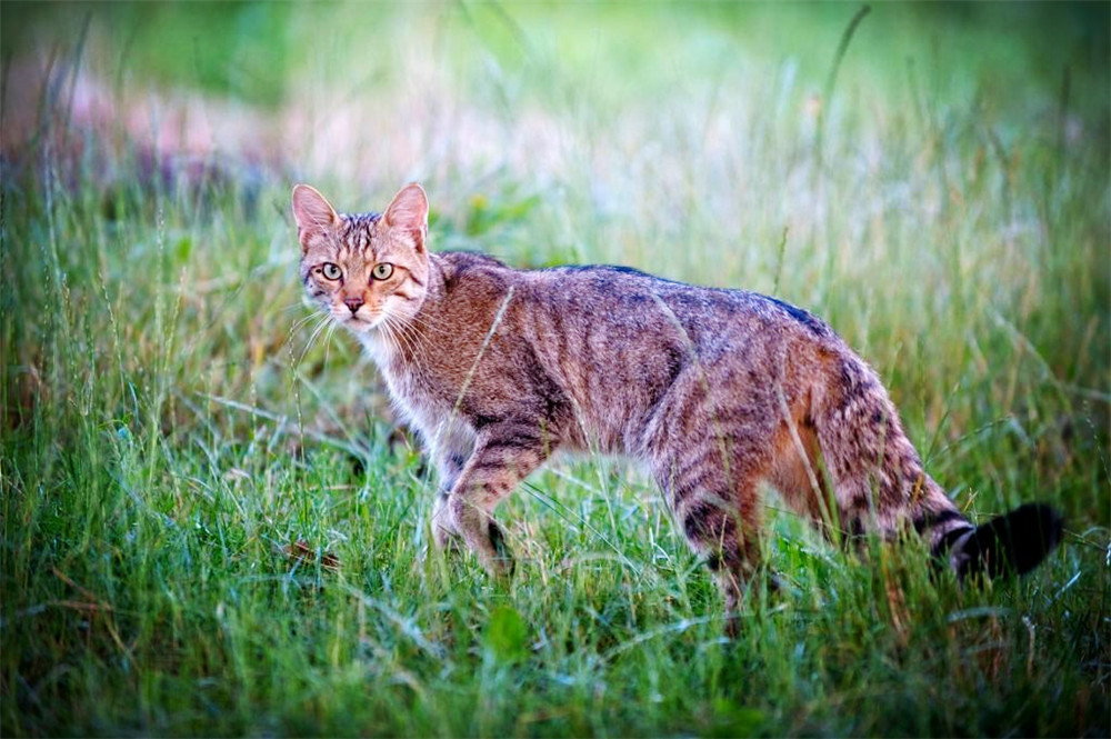 青海金银滩草原发现黑斑野猫,长着一张"虎脸",敢与草原狼搏斗