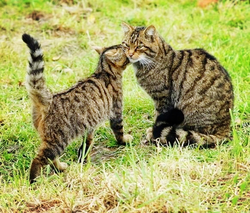 青海金银滩草原发现黑斑野猫,长着一张"虎脸",敢与草原狼搏斗