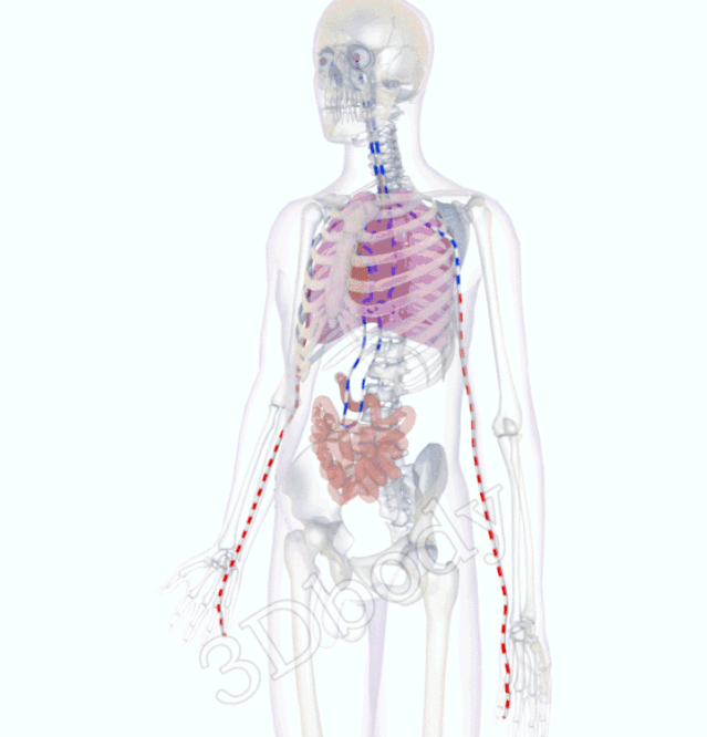 心到小指为心经,手臂内侧属阴经;循环系统掌控中,胸口沉闷与头痛