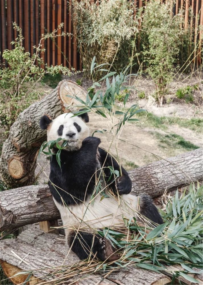 因为熊猫需要阴凉的环境和适宜的光照,以及水和竹叶.