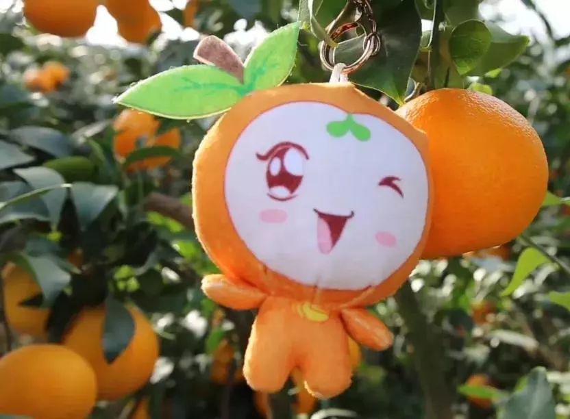象山"红美人"甜蜜上市,你吃了吗?订购电话快收好!