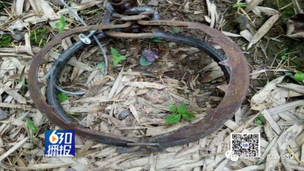 私自设置野猪夹等捕猎设备是违法行为,根据国家法律规定,野猪夹,绳套
