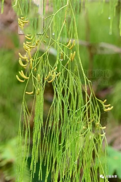 藤石松,伸筋草,风湿,月经不调