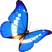 他在东莞专注拍了八大科蝴蝶