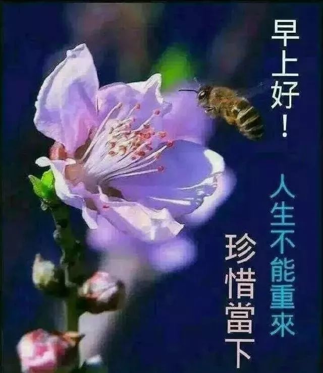 早上好唯美问候语 早安祝福语漂亮图片
